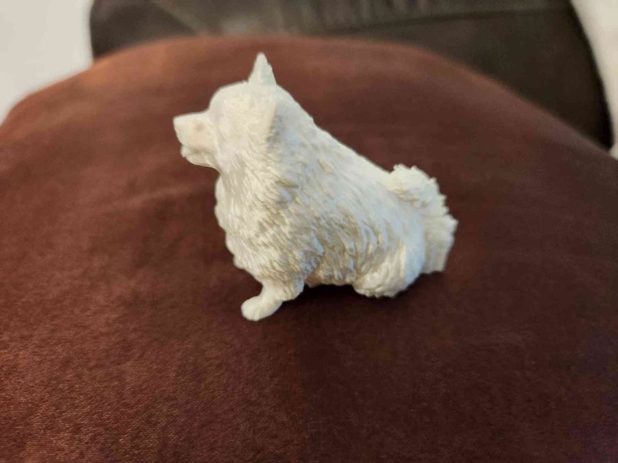 Japanese Spitz dog — sitting